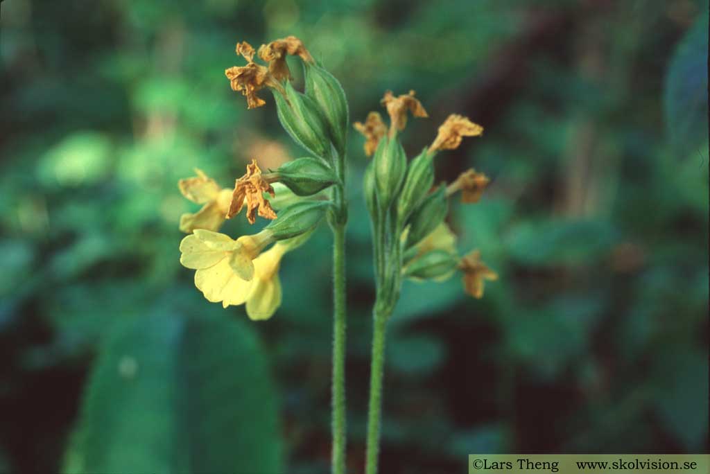 Äkta lundviva, Primula elatior ssp. elatior